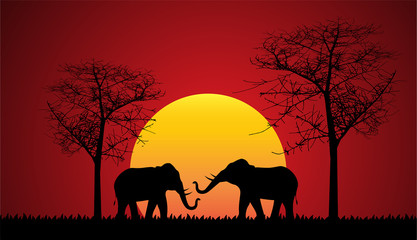 Fototapeta na wymiar elephant silhouette nature