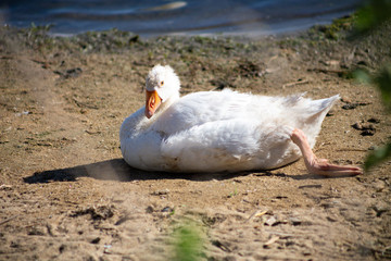 young small geese walk on the sand near the reservoir, their bodies are painted with identification paint