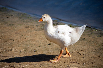 young small geese walk on the sand near the reservoir, their bodies are painted with identification paint