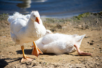 white young small geese walk on the sand near the reservoir, their bodies are painted with identification paint