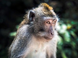 Portret małpy. Indonezja © Tobiasz