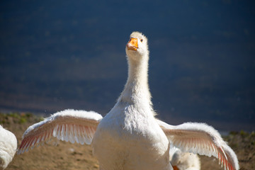 young small geese walk on the sand near the reservoir and flaps their wings