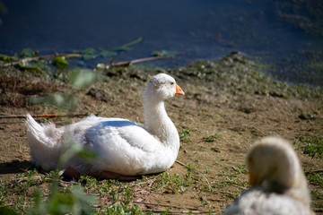 young small geese walk on the sand near the reservoir, their bodies are painted with identification paint