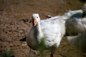 young small geese walk on the sand near the reservoir, their bodies are painted with identification paint