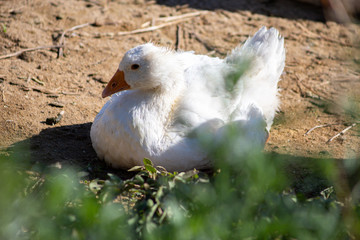 young domestic white small geese (ducks) walk on the sand near the reservoir and flap their wings , their bodies are painted with identification paint