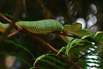 Viper Borneo