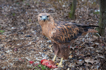 Buzzard buteo close up portrait raptor bird