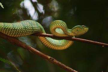 green snake on tree