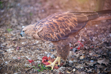 Buzzard buteo close up portrait raptor bird