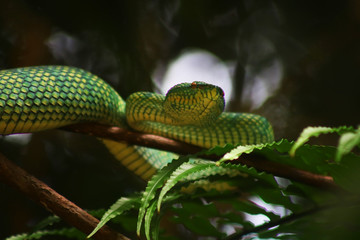Viper Borneo