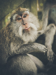 Małpa na wyspie Bali
