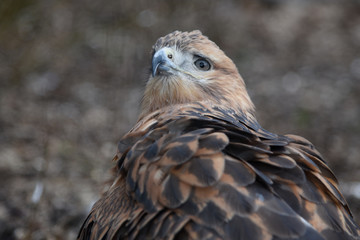 Buzzard buteo close up portrait raptor bird