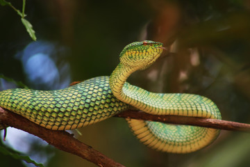 green lizard on a tree