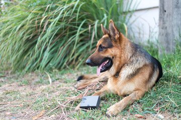 Hungarian hound pointer vizsla dog in autumn time in the field