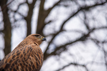Buzzard buteo close up portrait raptor bird