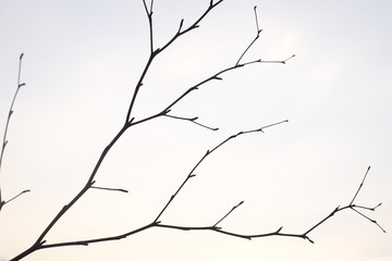 The tree has no leaves on the orange sky background and the tree leaves the leaves in summer.