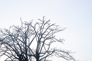 Trees without leaves on a blue background and trees leave leaves in summer.