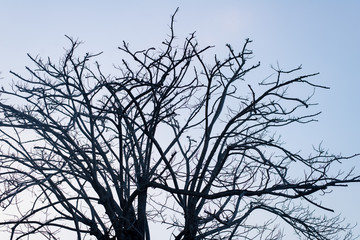 Trees without leaves on a blue background and trees leave leaves in summer.