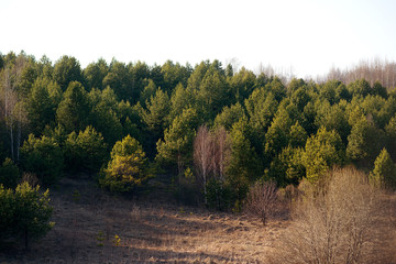 Fototapeta premium Pine forest on the mountain on a sunny spring day.