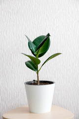 Ficus elastic plant rubber tree in white flower pot stand on wooden stool on a light background. Modern houseplants with Ficus Elastica plant, minimal creative home decor concept, garden room
