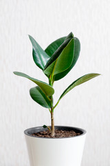 Ficus elastic plant rubber tree in white flower pot stand on wooden stool on a light background. Modern houseplants with Ficus Elastica plant, minimal creative home decor concept, garden room