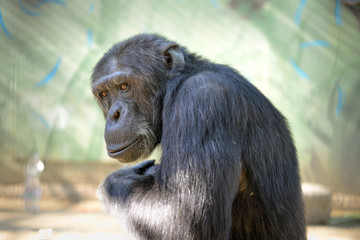 Portrait d'un chimpanzé sous le soleil d'été
