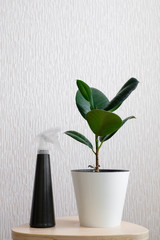 Ficus elastic plant rubber tree in white flower pot and black stand on wooden stool on a light background.Modern houseplants with Ficus Elastica plant, minimal creative home decor concept, garden room