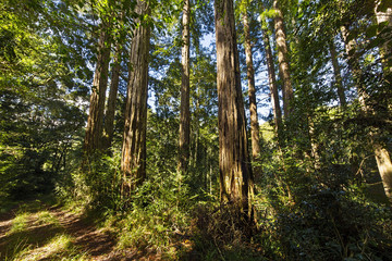 Redwood trees in a forest. Biggest trees.