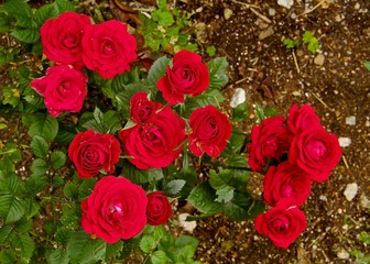 真赤なバラ