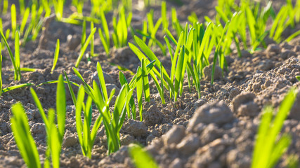 Young wheat plants growing in the field. Green nature. Plant growth. Organic leaf. Farming scene. Rural field on farm land in spring. Rows on a wheat field.