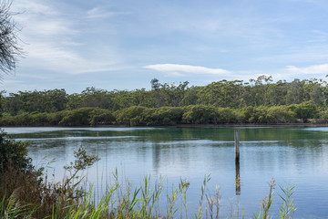 reflection of trees in water