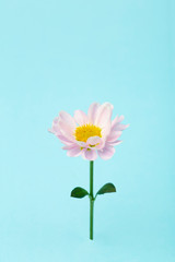 Pink flower on a colored minimal background. Floral background creative. Copy space