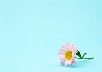 Pink flower on a colored minimal background. Floral background creative. Copy space
