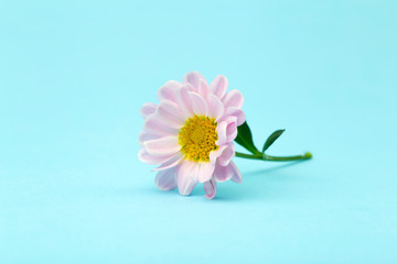 Pink flower on a colored minimal background. Floral background creative. Copy space