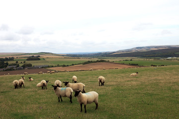 Obraz premium Sussex (England), UK - August 23, 2015: Sheeps near Sussex coast, England, United Kingdom.