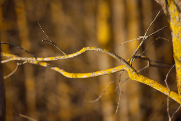 A tree branch without leaves on a sunny day.