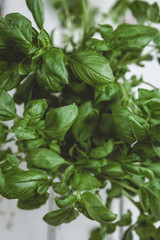 fresh green basil leaves in basket on white wooden background, close-up, top view