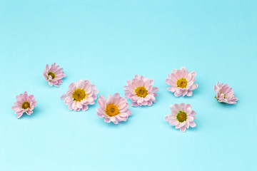 Buds of pink flowers with pink petals on a colored minimal background. Floral background concept