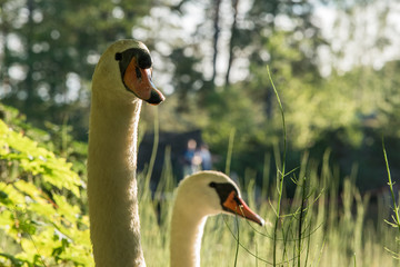 Obraz premium Male And Female Swan