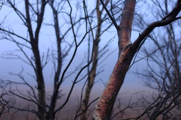 colourful tree trunk and branches, fog, nature textures and shapes, selective focus