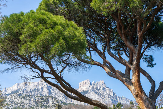 Image of Italian pine on the background of the rock. Pinus pinea.