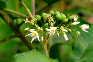 Close up of pea Plate brush eggplant  on plant (Solanum torvum) with green leaves background.