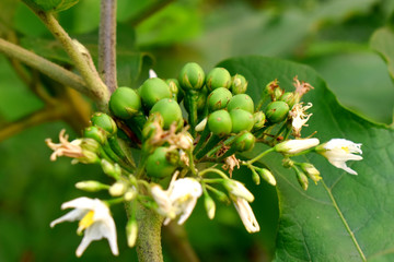 Close up of pea Plate brush eggplant  on plant (Solanum torvum) with green leaves background.