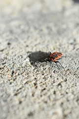 Z ukrycia © Patrycja