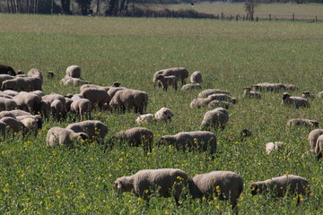 Safe auf der Weide in der Rheinwiesen
