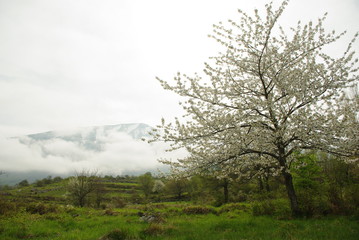 In the foreground a cherry tree in bloom in spring