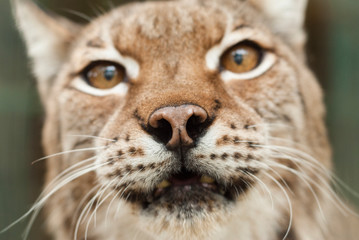 Portrait rapproché sur un Lynx européen