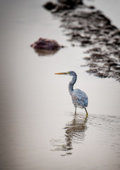 great blue heron