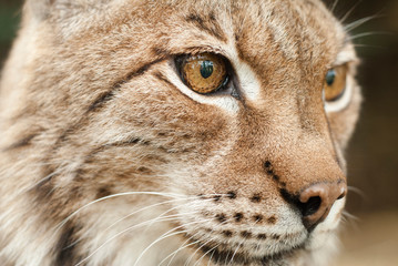 Fototapeta premium Portrait rapproché sur un Lynx européen
