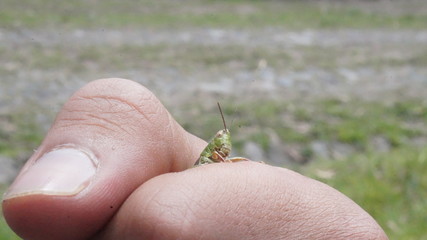 grasshopper on the hand